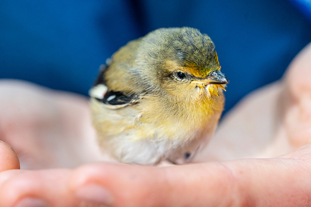 RSPCA Wildlife Team member holding a small bird